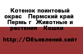 Котенок поинтовый окрас - Пермский край, Пермь г. Животные и растения » Кошки   